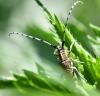 Agapanthia villosoviridescens